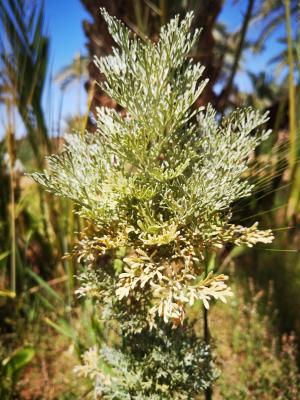 Artemisia absenta