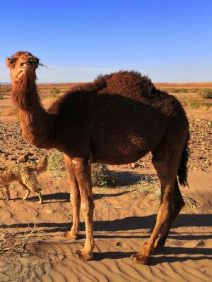 Jamella/chamel/ camello / camel