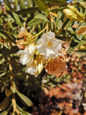 الدفلى / oleander / adelfa / oleander