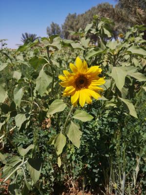 عباد الشمس / tournesol / girasol / sunflower