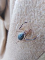 AranaGaleodes2_img_20200427_173839.jpg