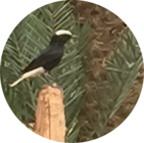 image 20200324_151342_HDR.png (3.0MB)
Lien vers: http://oasis-sourcedevie.com/?BiodivAnim