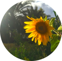 image 20200324_175502_HDR.png (4.9MB)
Lien vers: http://oasis-sourcedevie.com/?BiodivPlant