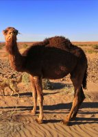 JamellaChamelCamelloCamel_img_20200410_115110.jpg