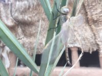LibelluleDragonfly_2020-03-15-16.54.20.jpg