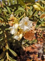OleanderAdelfaOleander_img_20200410_123523.jpg
